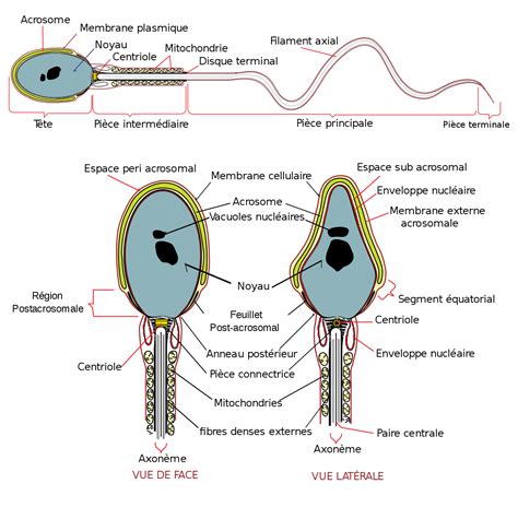 spermatozoide|Spermatozoïde — Wikipédia